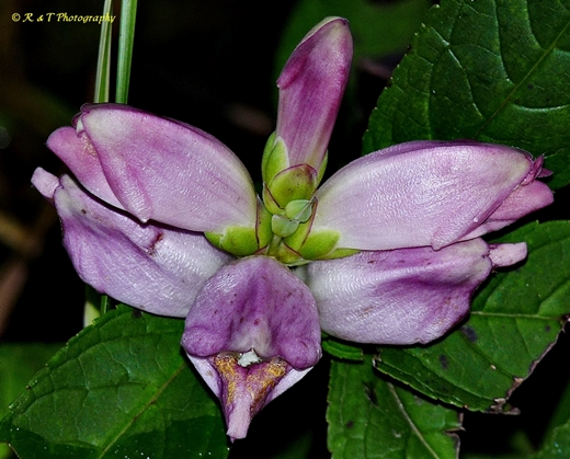 {Chelone obliqua}
